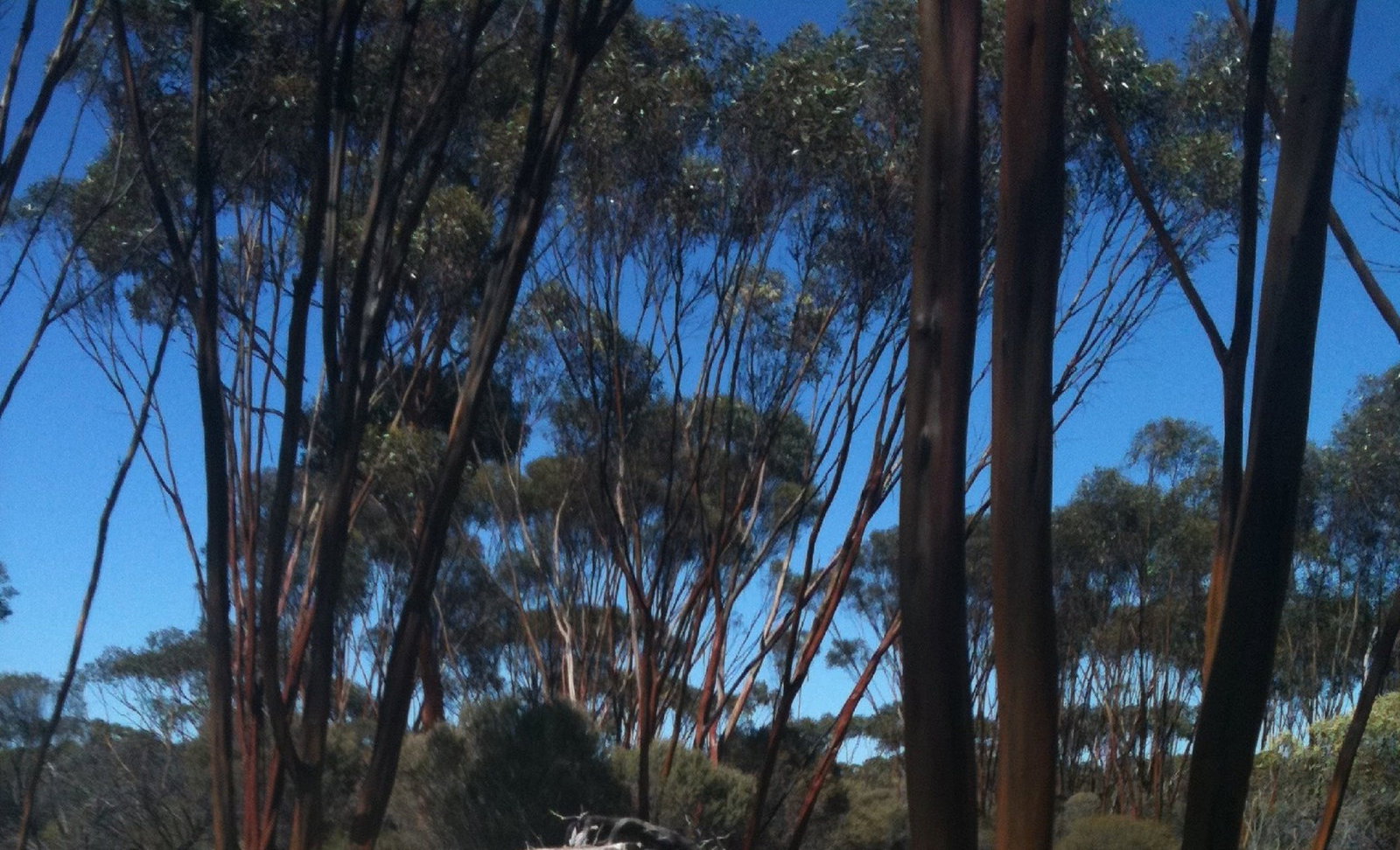 Kambalda West WA VIC Tourism