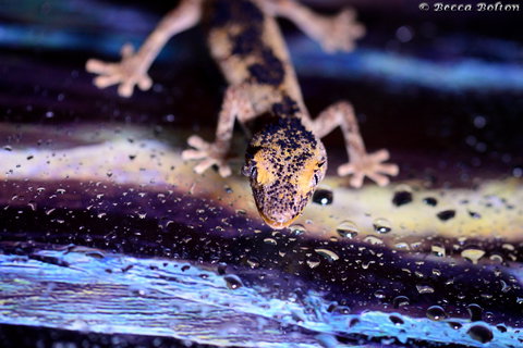 Discover Deadly - VIC Tourism 2