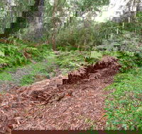 Forest Walking Track Gibraltar Range National Park - VIC Tourism
