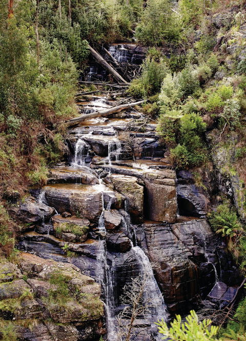 Kinglake National Park - VIC Tourism 1
