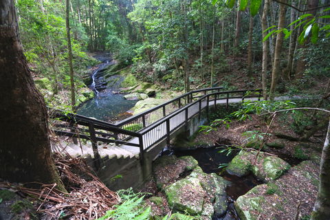 Kondalilla Falls Circuit, Kondalilla National Park - VIC Tourism 2
