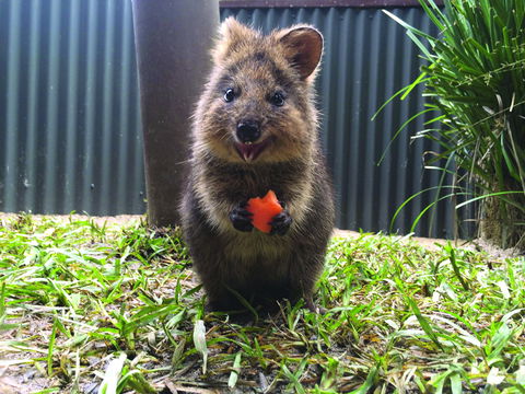 Kuranda Koala Gardens - VIC Tourism 1