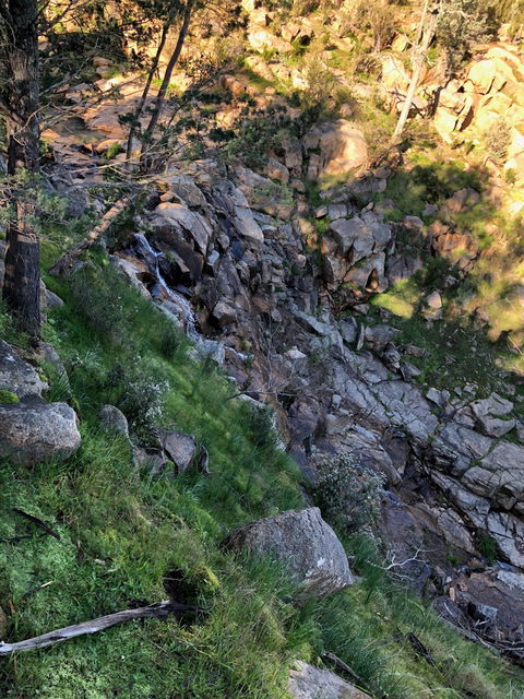 Pine Gully Nature Trail - VIC Tourism 0