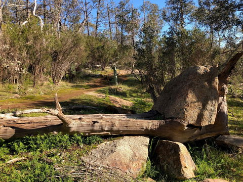 Pine Gully Nature Trail - VIC Tourism 1
