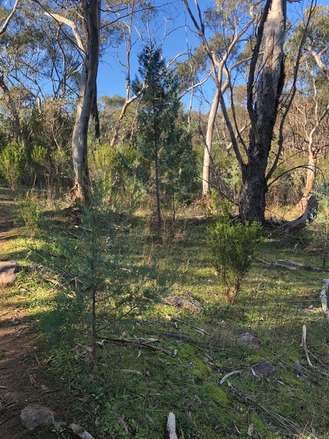 Pine Gully Nature Trail - VIC Tourism 2