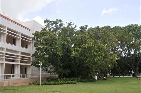 State Square Banyan Tree - VIC Tourism 0