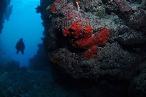 Stepping Stones Dive Site - VIC Tourism 0