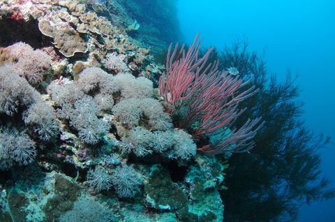 Stepping Stones Dive Site - VIC Tourism 1