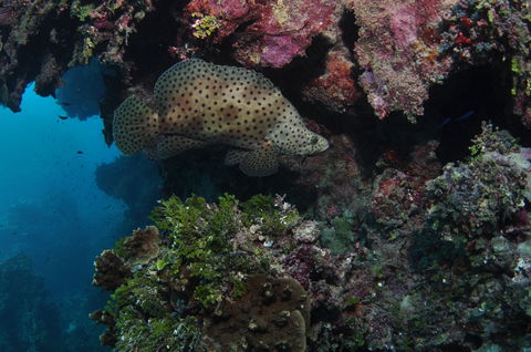 Stepping Stones Dive Site - VIC Tourism 2