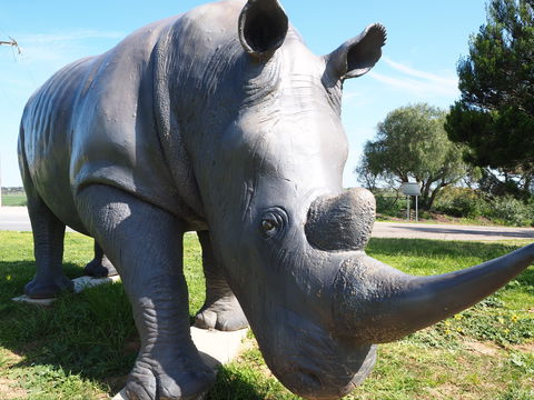 Tailem Bend Rhino Park And Dickson Reserve - VIC Tourism 0
