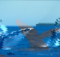 Whale Watching on Keswick Island - VIC Tourism