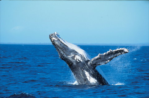 Whale Watching On Keswick Island - VIC Tourism 0
