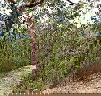 Yango Walking Track - VIC Tourism