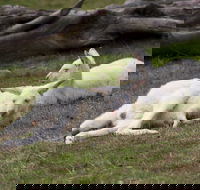 Yarra Valley Nocturnal Zoo - VIC Tourism