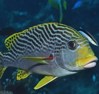 Beaver Reef Dive Site - VIC Tourism