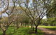Bicentennial Park - thumb 1