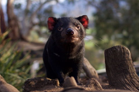 Bonorong Wildlife Sanctuary - VIC Tourism 0