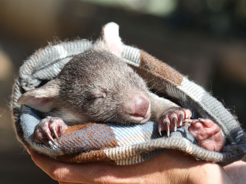 Bonorong Wildlife Sanctuary - VIC Tourism 2