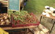 Burnie Farmers Market - thumb 0