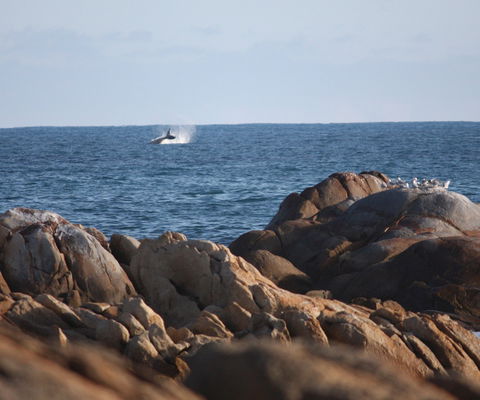 Cape Conran Coastal Park - VIC Tourism 1