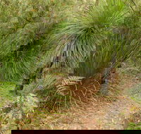 Grass Tree Circuit - VIC Tourism