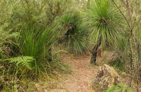 Grass Tree Circuit - VIC Tourism 0