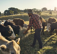 Hinterland Full Day Self Drive Tour - VIC Tourism