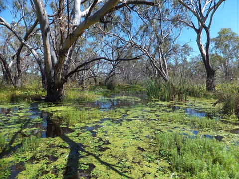 Macquarie Valley Trails - VIC Tourism 0