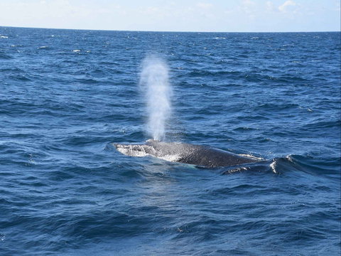 Minyama - VIC Tourism 0