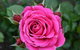 Mornington Botanical Rose Gardens - thumb 2