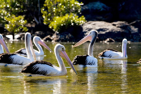 Snorkel Hat Head Creek - VIC Tourism 2