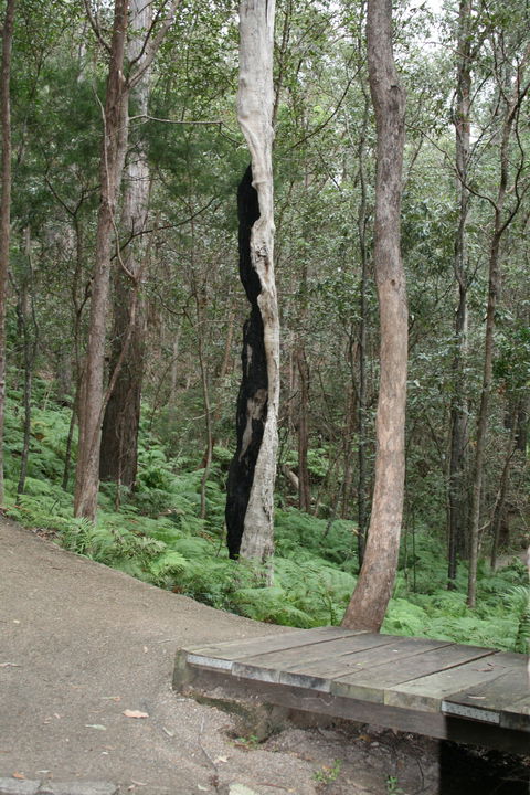Springwood Conservation Park - VIC Tourism 1