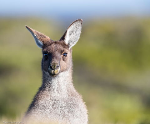 The Sole Walk At Hillocks Drive - VIC Tourism 1