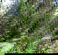 Tyers Park - VIC Tourism