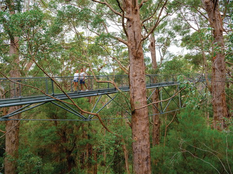 Valley Of The Giants Tree Top Walk - VIC Tourism 1