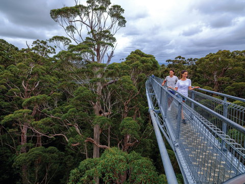 Valley Of The Giants Tree Top Walk - VIC Tourism 2