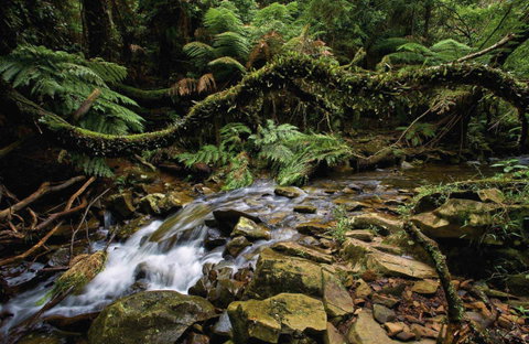 Budderoo National Park - VIC Tourism 0