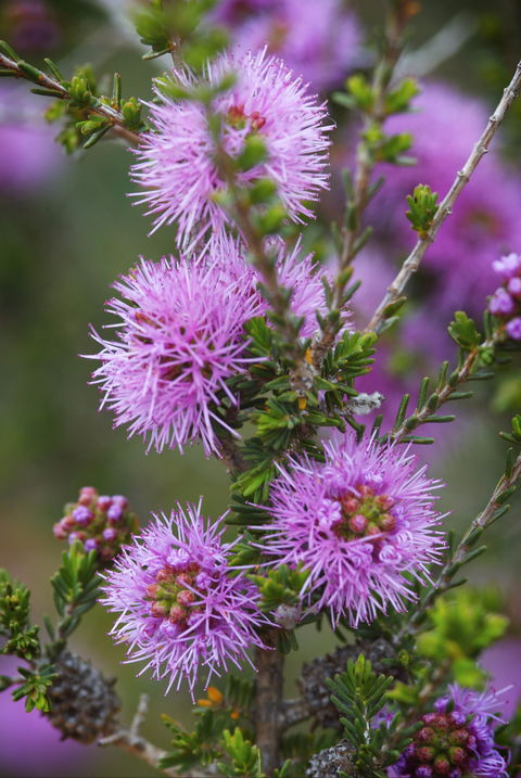 Ethel Daw Scenic Drive - VIC Tourism 0