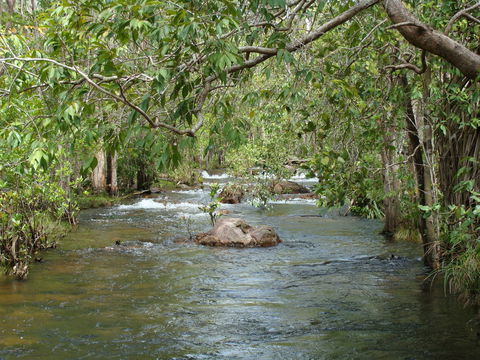 Florence Creek Walk - VIC Tourism 0
