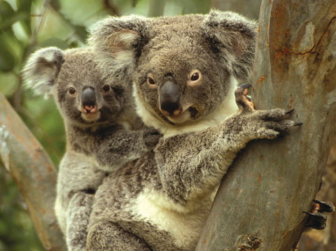 Koalas In Gunnedah - VIC Tourism 0