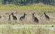 Kosciuszko National Park - thumb 2