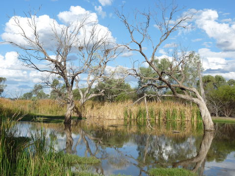 Lagoon Creek - VIC Tourism 0