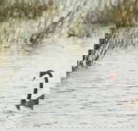 Little Llangothlin Picnic Area - VIC Tourism