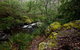 Mongarlowe River Picnic Area - thumb 0