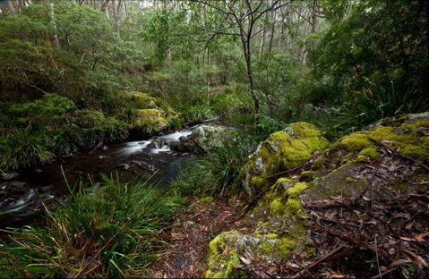 Mongarlowe River Picnic Area - VIC Tourism 0