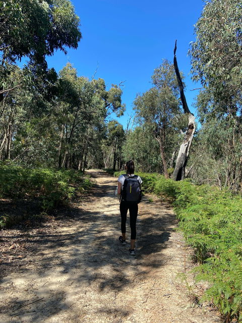 Mt Everard Circuit - VIC Tourism 0