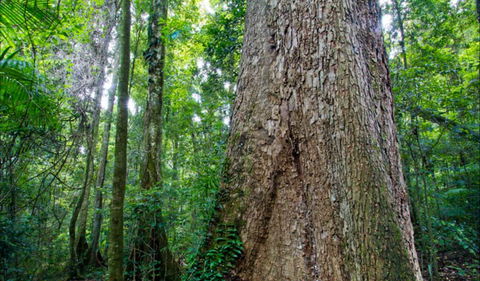 Murray Scrub Walking Track - VIC Tourism 0