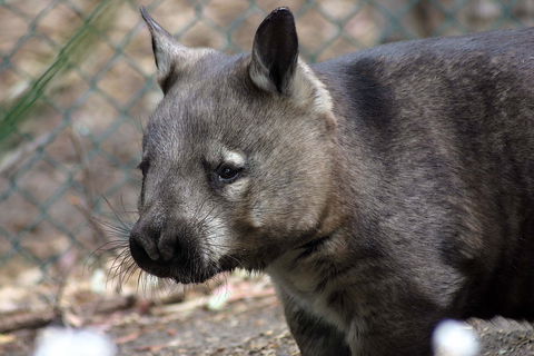Peel Zoo - VIC Tourism 0