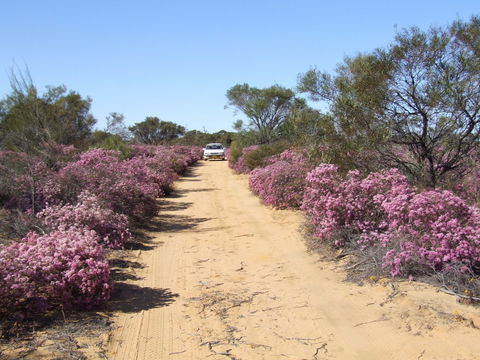 Reynoldson's Flora Reserve - VIC Tourism 0