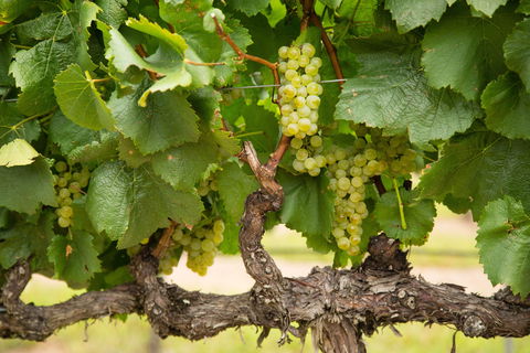 Severnlea - VIC Tourism 1
